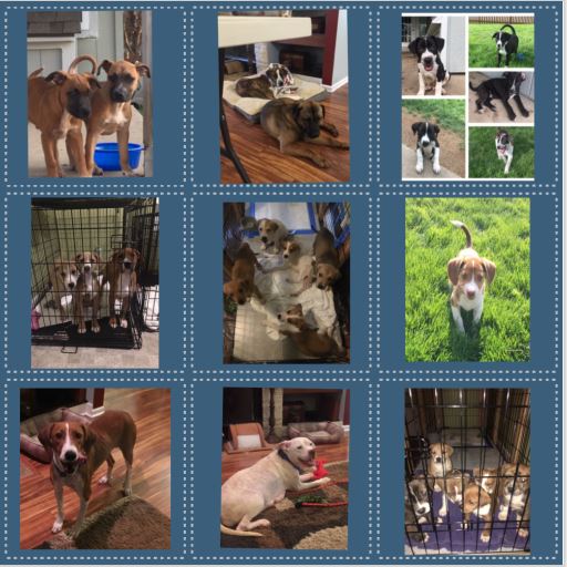 jennifer-foster-puppies